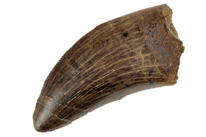 Serrated Tyrannosaur Tooth - Judith River Formation #192604